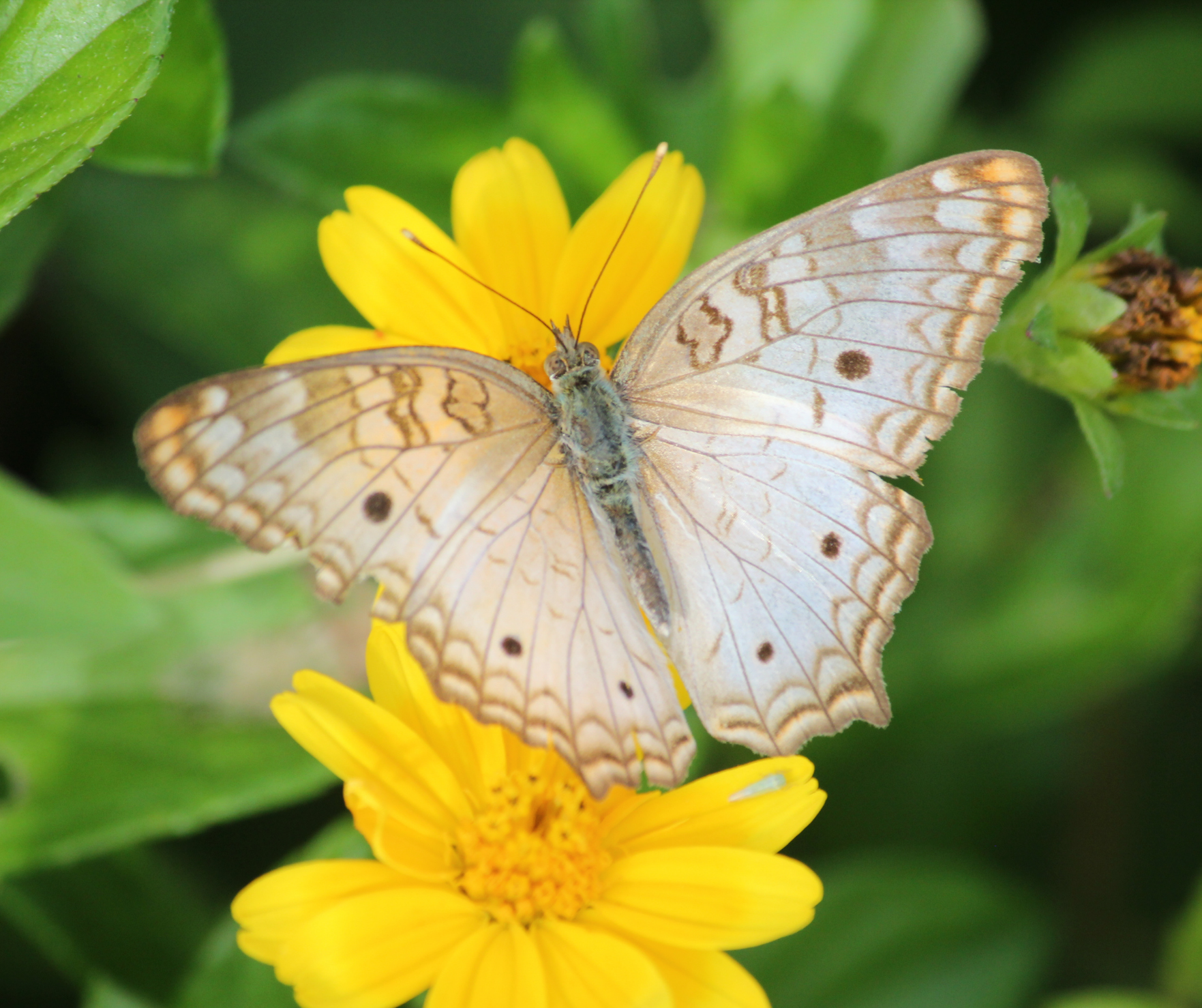 Butterflies of the Ozarks: Nature’s Inspiration Behind Ozark Perfume