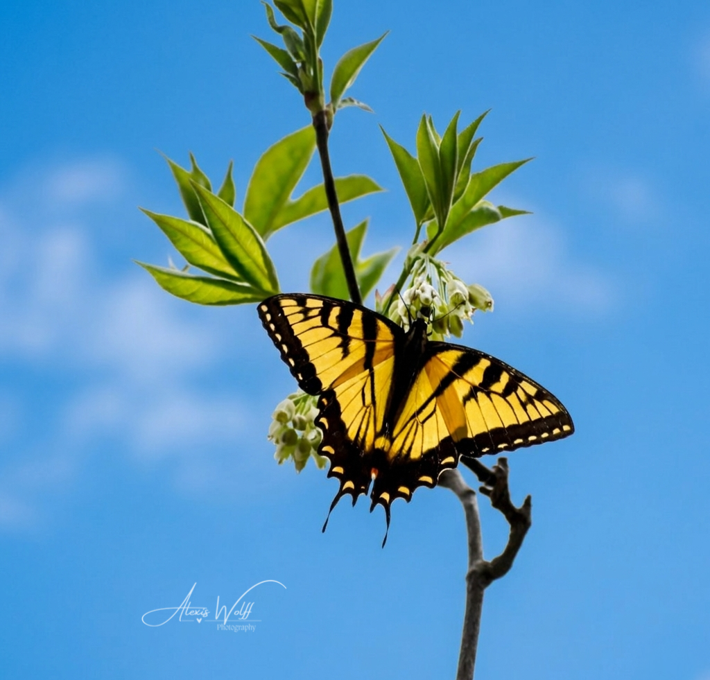 Butterfly perched on a branch with green leaves and blue sky in the background