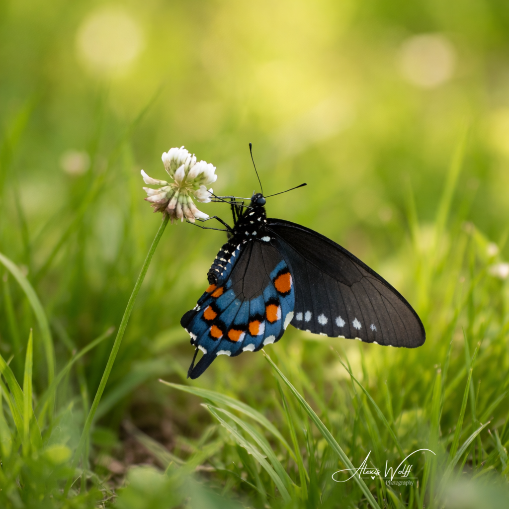 Butterfly on a white flower in a grassy field