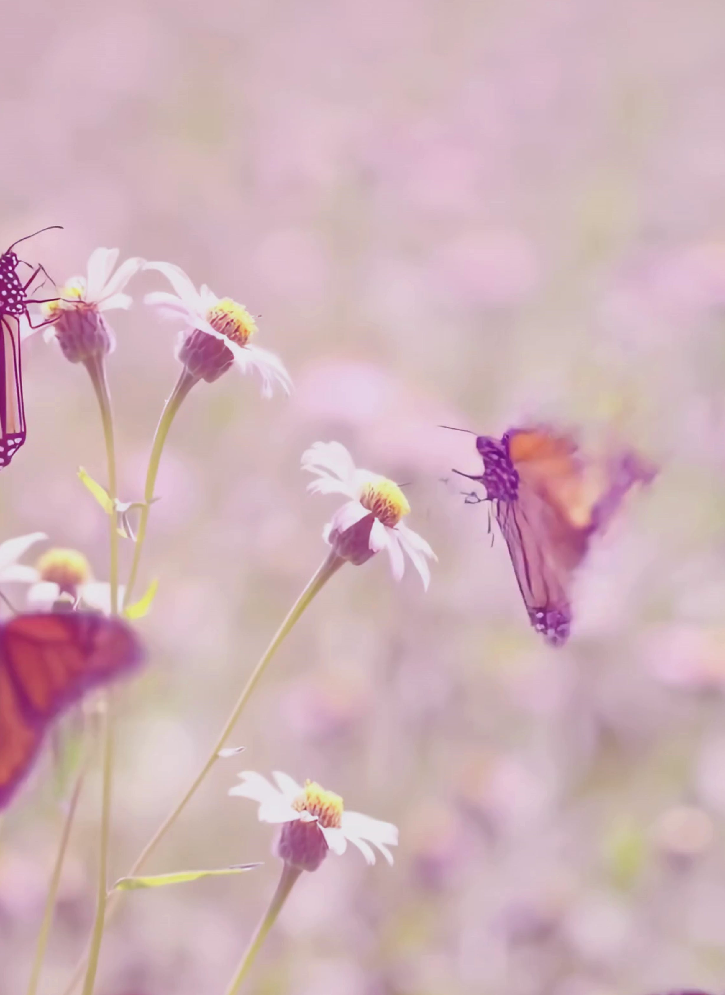 video of monarch butterflies